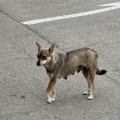 Подробнее об объявлении «Найдена собака сломана лапа возьмите себе её щенка Армавир» Фото: найдена собака  «Найдена собака сломана лапа возьмите себе её...» в г. Армавир