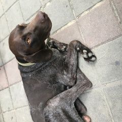 Подробнее об объявлении «Анапа Найдена собака кобель ищет хозяина» Фото: найдена собака  «Анапа Найдена собака кобель ищет хозяина» в г. Анапа