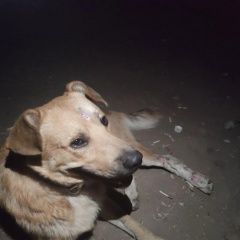 Подробнее об объявлении «Найдена собака кобель Краснодон» Фото: найдена собака  «Найдена собака кобель Краснодон» в г. Краснодон