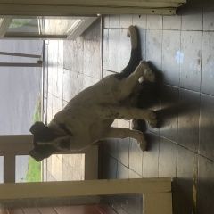 Подробнее об объявлении «Найдена собака вао новогиреево Москва» Фото: найдена собака  «Найдена собака вао новогиреево Москва» в г. Москва