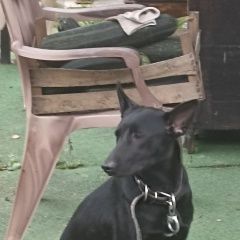 Подробнее об объявлении «Найдена собака Среднеуральск» Фото: найдена собака  «Найдена собака Среднеуральск» в г. Среднеуральск