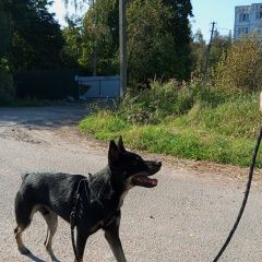 Подробнее об объявлении «Выборг Найдена собака кобель» Фото: найдена собака  «Выборг Найдена собака кобель» в г. Выборг