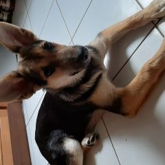 Подробнее об объявлении «Найдена собака Москва» Фото: найдена собака  «Найдена собака Москва» в г. Москва