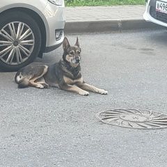 Подробнее об объявлении «Найдена собака Санкт-Петербург» Фото: найдена собака  «Найдена собака Санкт-Петербург» в г. Санкт-Петербург