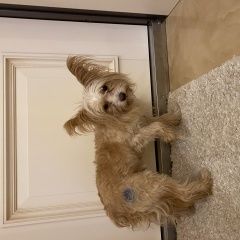 Подробнее об объявлении «Томск Найдена собака кобель» Фото: найдена собака Йоркширский терьер «Томск Найдена собака кобель» в г. Томск