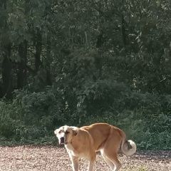 Подробнее об объявлении «Деденево Найдена собака алабая. худая девочка» Фото: найдена собака  «Деденево Найдена собака алабая. худая девочка» в г. Деденево