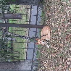 Подробнее об объявлении «Найдена собака лежит возле забора школы 20 в 95 кв. Ангарск» Фото: найдена собака  «Найдена собака лежит возле забора школы 20 в 95...» в г. Ангарск