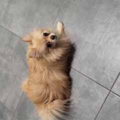 Подробнее об объявлении «Найдена собака кобель нашла кобеля, район таганский, цао, ковров Москва» Фото: найдена собака  «Найдена собака кобель нашла кобеля, район...» в г. Москва