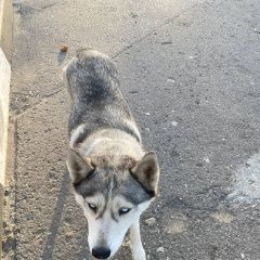 Подробнее об объявлении «Найдена собака хаски Рязань» Фото: найдена собака  «Найдена собака хаски Рязань» в г. Рязань