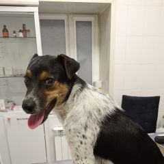 Подробнее об объявлении «Найдена собака кобель похожа на охотничью Энгельс» Фото: найдена собака  «Найдена собака кобель похожа на охотничью Энгельс» в г. Энгельс