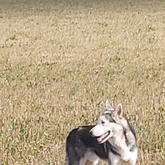 Подробнее об объявлении «Найдена собака кобель в красном горке бегает собака. явно дома Калуга» Фото: найдена собака Гончая «Найдена собака кобель в красном горке бегает...» в г. Калуга