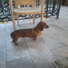 Подробнее об объявлении «Найдена собака кобель такса Адлер» Фото: найдена собака Такса «Найдена собака кобель такса Адлер» в г. Адлер