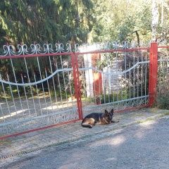 Подробнее об объявлении «Найдена собака кобель немецкая овчарка Первомайский (Московская обл.)» Фото: найдена собака  «Найдена собака кобель немецкая овчарка...» в г. Первомайский (Московская обл.)