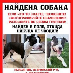 Подробнее об объявлении «Истра Найдена собака кобель стаффордширский терьер, ласковый коммуник» Фото: найдена собака Американский стаффордширский терьер «Истра Найдена собака кобель стаффордширский...» в г. Истра