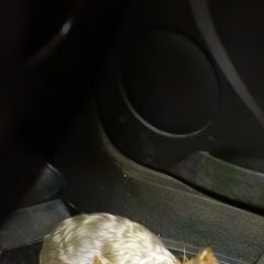 Подробнее об объявлении «Воронеж Найдена собака» Фото: найдена собака  «Воронеж Найдена собака» в г. Воронеж