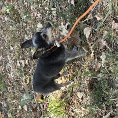 Подробнее об объявлении «Найдена собака кобель Москва» Фото: найдена собака  «Найдена собака кобель Москва» в г. Москва