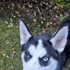 Подробнее об объявлении «Найдена собака Магнитогорск» Фото: найдена собака  «Найдена собака Магнитогорск» в г. Магнитогорск