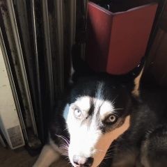 Подробнее об объявлении «Найдена собака кобель хаски авиамоторная Москва» Фото: найдена собака Сибирская хаски «Найдена собака кобель хаски авиамоторная Москва» в г. Москва