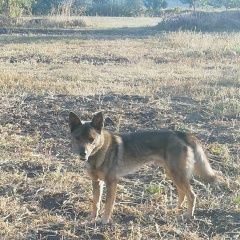 Подробнее об объявлении «Найдена собака кобель Хохольский» Фото: найдена собака  «Найдена собака кобель Хохольский» в г. Хохольский