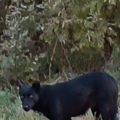 Подробнее об объявлении «Найдена собака Октябрьский (Башкирия)» Фото: найдена собака  «Найдена собака Октябрьский (Башкирия)» в г. Октябрьский (Башкирия)