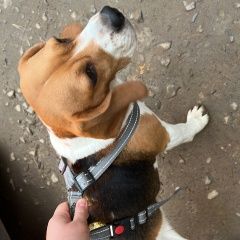 Подробнее об объявлении «Красноярск Найдена собака кобель» Фото: найдена собака Бигль «Красноярск Найдена собака кобель» в г. Красноярск