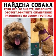 Подробнее об объявлении «Мытищи Найдена собака кобель пудель/мальтипу» Фото: найдена собака Пудель «Мытищи Найдена собака кобель пудель/мальтипу» в г. Мытищи