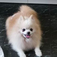 Подробнее об объявлении «Найдена собака кобель шпица в головинском районе Москва» Фото: найдена собака Померанский шпиц «Найдена собака кобель шпица в головинском...» в г. Москва