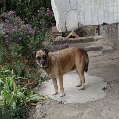 Подробнее об объявлении «Найдена собака Краснодар» Фото: найдена собака  «Найдена собака Краснодар» в г. Краснодар