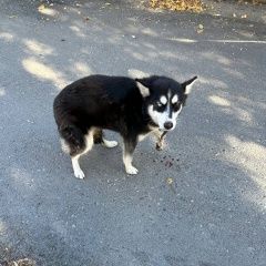 Подробнее об объявлении «Найдена собака сбили собаку хаски или не хаски Тюмень» Фото: найдена собака  «Найдена собака сбили собаку хаски или не хаски...» в г. Тюмень