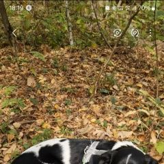 Подробнее об объявлении «Востряково Найдена собака кобель» Фото: найдена собака  «Востряково Найдена собака кобель» в г. Востряково