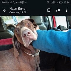 Подробнее об объявлении «Киржач Найдена собака» Фото: найдена собака Курцхаар «Киржач Найдена собака» в г. Киржач