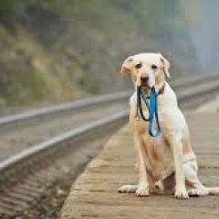 Подробнее об объявлении «Найдена собака Долгопрудный» Фото: найдена собака  «Найдена собака Долгопрудный» в г. Долгопрудный