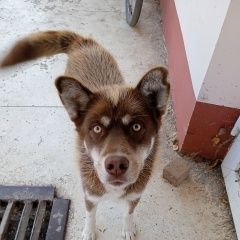 Подробнее об объявлении «Найдена собака кобель хаски шоколадного окраса Тамбов» Фото: найдена собака Сибирская хаски «Найдена собака кобель хаски шоколадного окраса...» в г. Тамбов