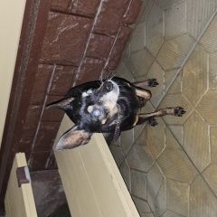 Подробнее об объявлении «Найдена собака Хотьково» Фото: найдена собака Той-терьер «Найдена собака Хотьково» в г. Хотьково