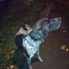 Подробнее об объявлении «Найдена собака кобель коричневый Москва» Фото: найдена собака Курцхаар «Найдена собака кобель коричневый Москва» в г. Москва