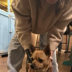 Подробнее об объявлении «Найдена собака кобель Суздаль» Фото: найдена собака  «Найдена собака кобель Суздаль» в г. Суздаль