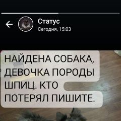 Подробнее об объявлении «Ростов-на-Дону Найдена собака шпиц, девочка» Фото: найдена собака  «Ростов-на-Дону Найдена собака шпиц, девочка» в г. Ростов-на-Дону