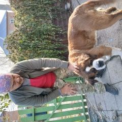 Подробнее об объявлении «Найдена собака Кемерово» Фото: найдена собака  «Найдена собака Кемерово» в г. Кемерово