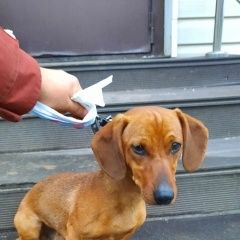 Подробнее об объявлении «Волоколамск Найдена собака кобель такса» Фото: найдена собака Такса «Волоколамск Найдена собака кобель такса» в г. Волоколамск