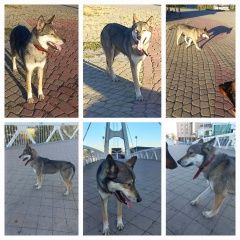 Подробнее об объявлении «Найдена собака потеряшка на кубанской набережной Краснодар» Фото: найдена собака  «Найдена собака потеряшка на кубанской...» в г. Краснодар