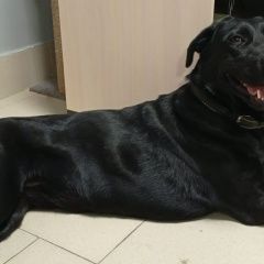 Подробнее об объявлении «Найдена собака фенотип лабрадора Батайск» Фото: найдена собака Лабрадор ретривер «Найдена собака фенотип лабрадора Батайск» в г. Батайск