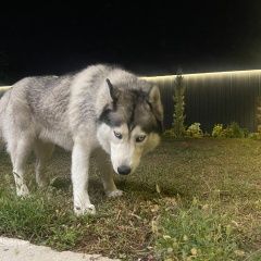 Подробнее об объявлении «Найдена собака кобель Краснодар» Фото: найдена собака  «Найдена собака кобель Краснодар» в г. Краснодар