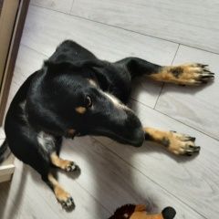 Подробнее об объявлении «Найдена собака сука таксы Москва» Фото: найдена собака Такса «Найдена собака сука таксы Москва» в г. Москва