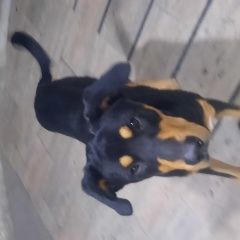 Подробнее об объявлении «Найдена собака Джубга» Фото: найдена собака  «Найдена собака Джубга» в г. Джубга