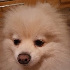 Подробнее об объявлении «Найдена собака кобель белый мини шпиц Тихорецк» Фото: найдена собака  «Найдена собака кобель белый мини шпиц Тихорецк» в г. Тихорецк
