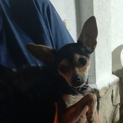 Подробнее об объявлении «Найдена собака кобель Краснодар» Фото: найдена собака Русский той-терьер «Найдена собака кобель Краснодар» в г. Краснодар