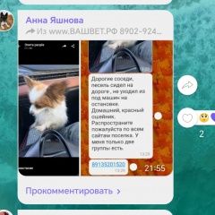 Подробнее об объявлении «Красноярск Найдена собака» Фото: найдена собака  «Красноярск Найдена собака» в г. Красноярск