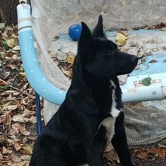 Подробнее об объявлении «Найдена собака кобель срочный поиск прежнего хозяина Белгород» Фото: найдена собака  «Найдена собака кобель срочный поиск прежнего...» в г. Белгород