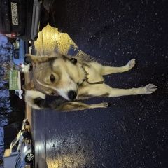 Подробнее об объявлении «Найдена собака кобель саввинская слобода Звенигород» Фото: найдена собака Западно-сибирская лайка «Найдена собака кобель саввинская слобода...» в г. Звенигород