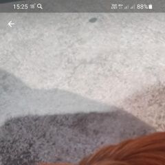 Подробнее об объявлении «Найдена собака пекинес Армавир» Фото: найдена собака Пекинес «Найдена собака пекинес Армавир» в г. Армавир